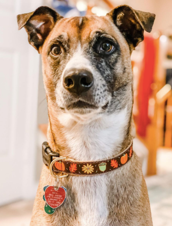 Collar | Harvest Time