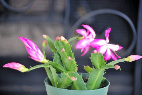 9GreenBox Pink Christmas Cactus Plant - Zygocactus - 4