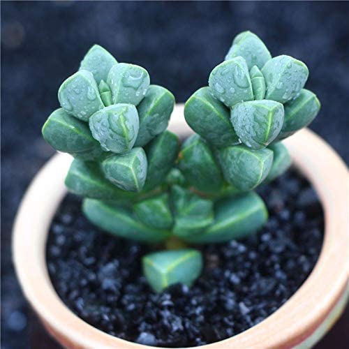 Live Succulent Plants Fully Rooted in 2