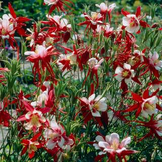 VAN ZYVERDEN Aquilegia Columbine Crimson Star (Set of 5 Roots) 83369