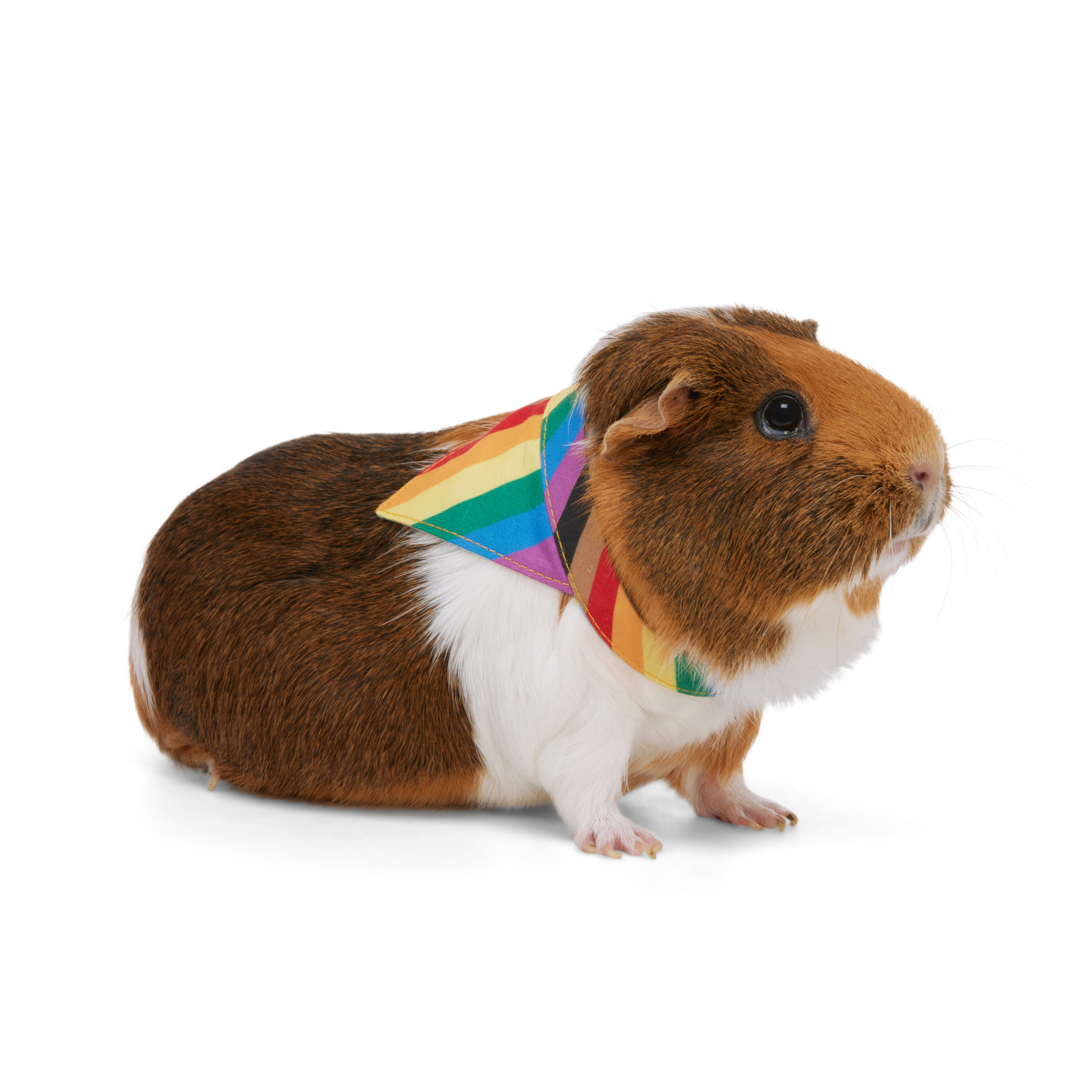 YOULY Pride Bandana for Small Animal， Small/Medium