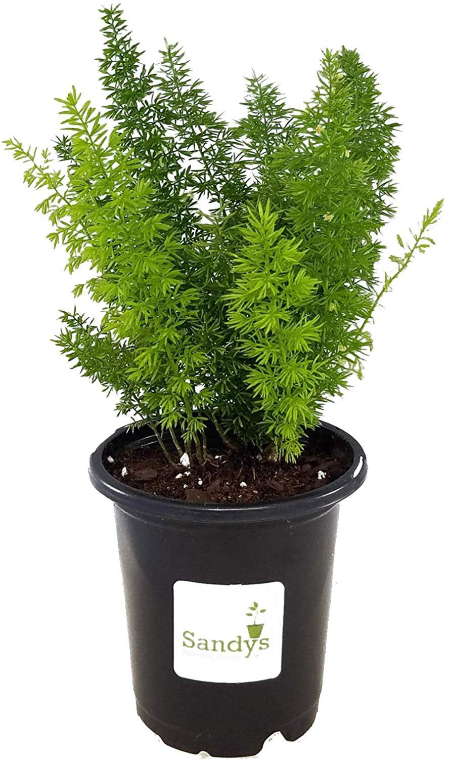 Fern Foxtail Asparagus Meyeri， Bush Ground Cover， 4 Inch Pot