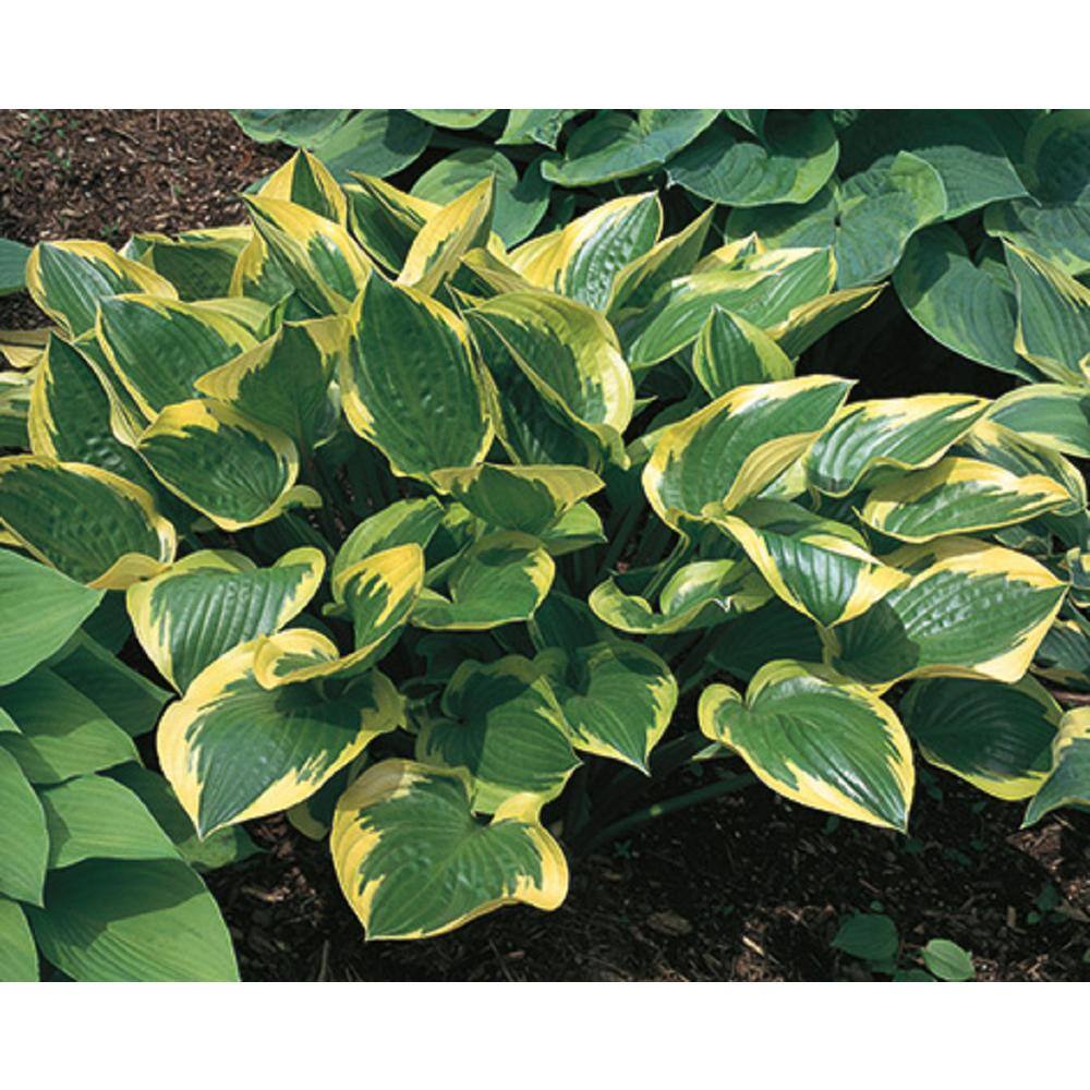 BELL NURSERY 2 Gal. Hosta Variegated Live Perennials Plant (1-Pack) HOSTA2VAR1PK