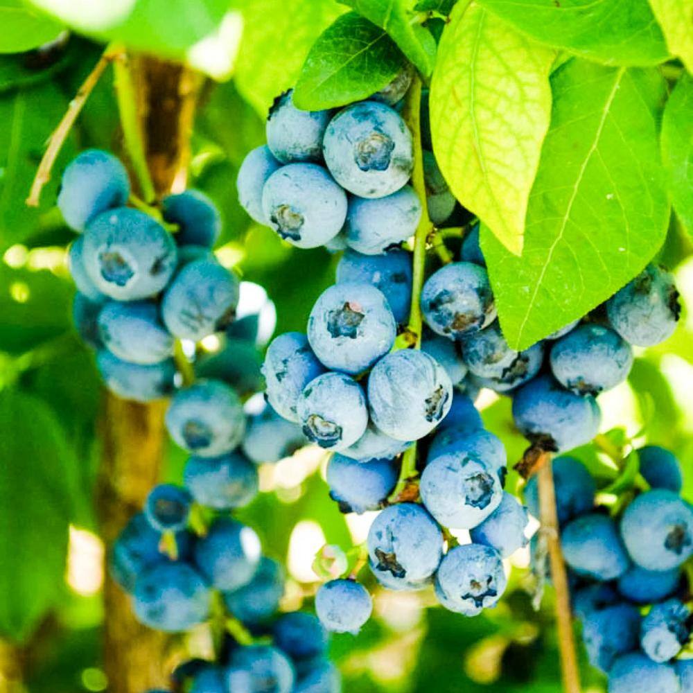 Gurney's 2.5 Qt. Northland Blueberry (Vaccinium) Live Deciduous Fruiting Plant Grown in a Pot 76457