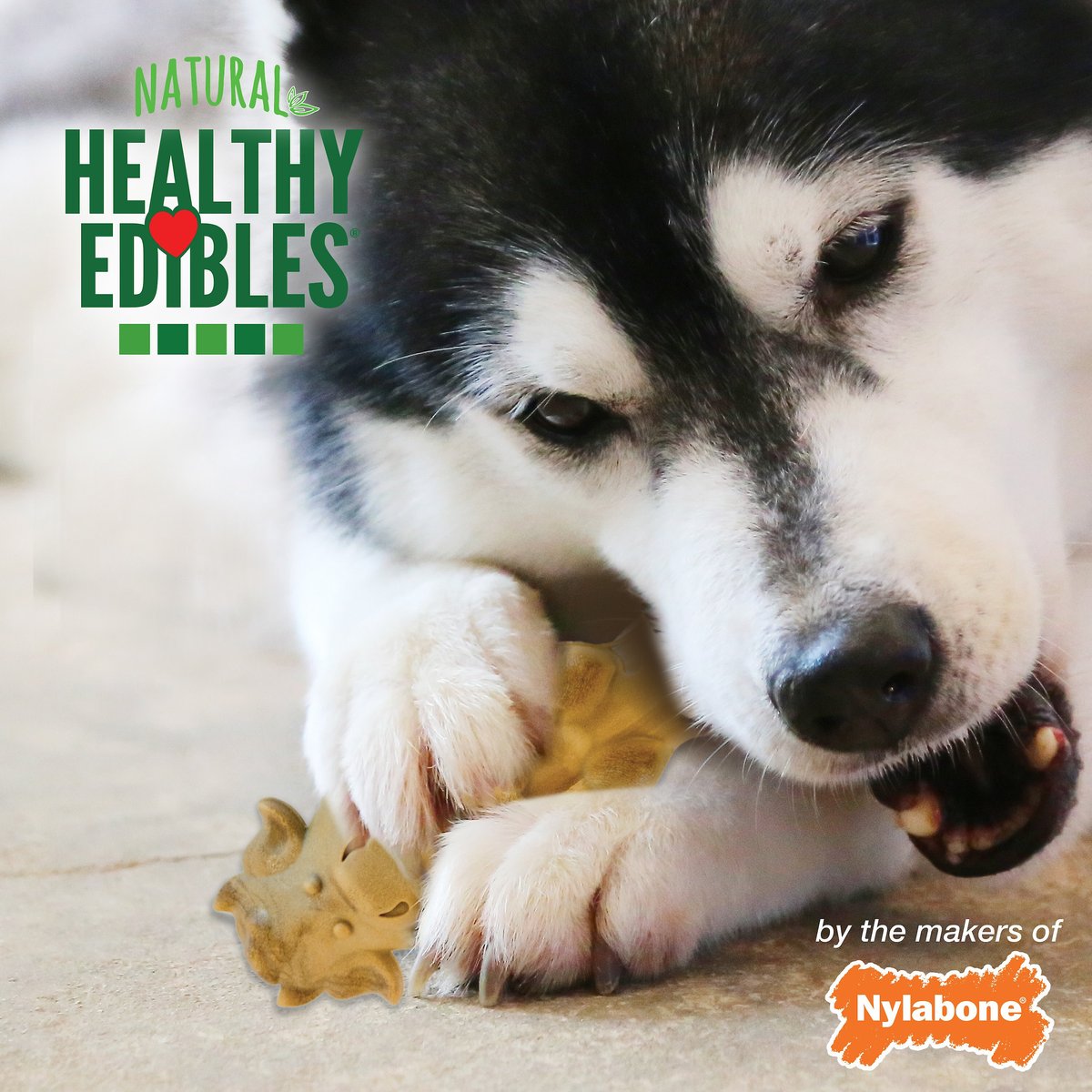 Nylabone Natural Healthy Edibles Beef， Chicken， Bacon and Lamb Flavor Grain-Free Dog Treats