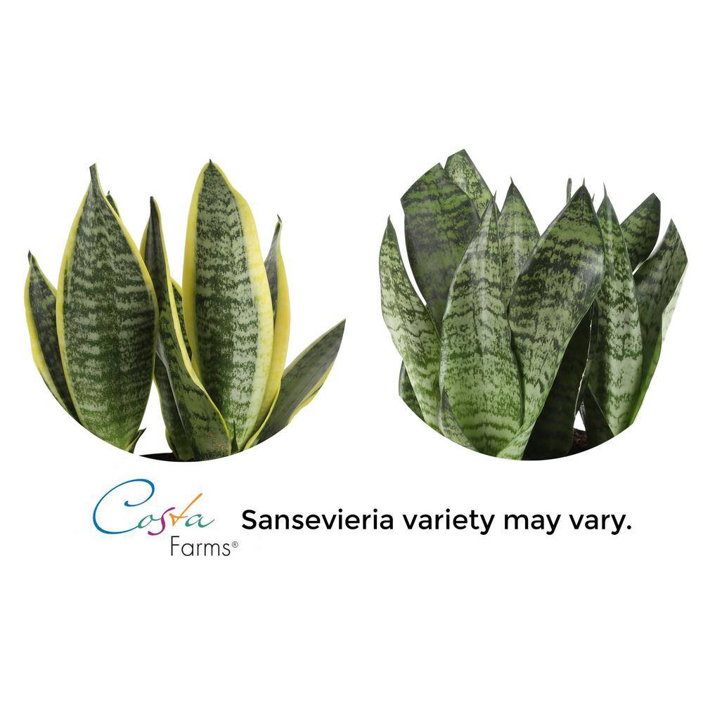 Costa Farms Grower's Choice Sansevieria Indoor Snake Plant in 6 in. Grower Pot Avg. Shipping Height 1-2 ft. Tall 6SANZ