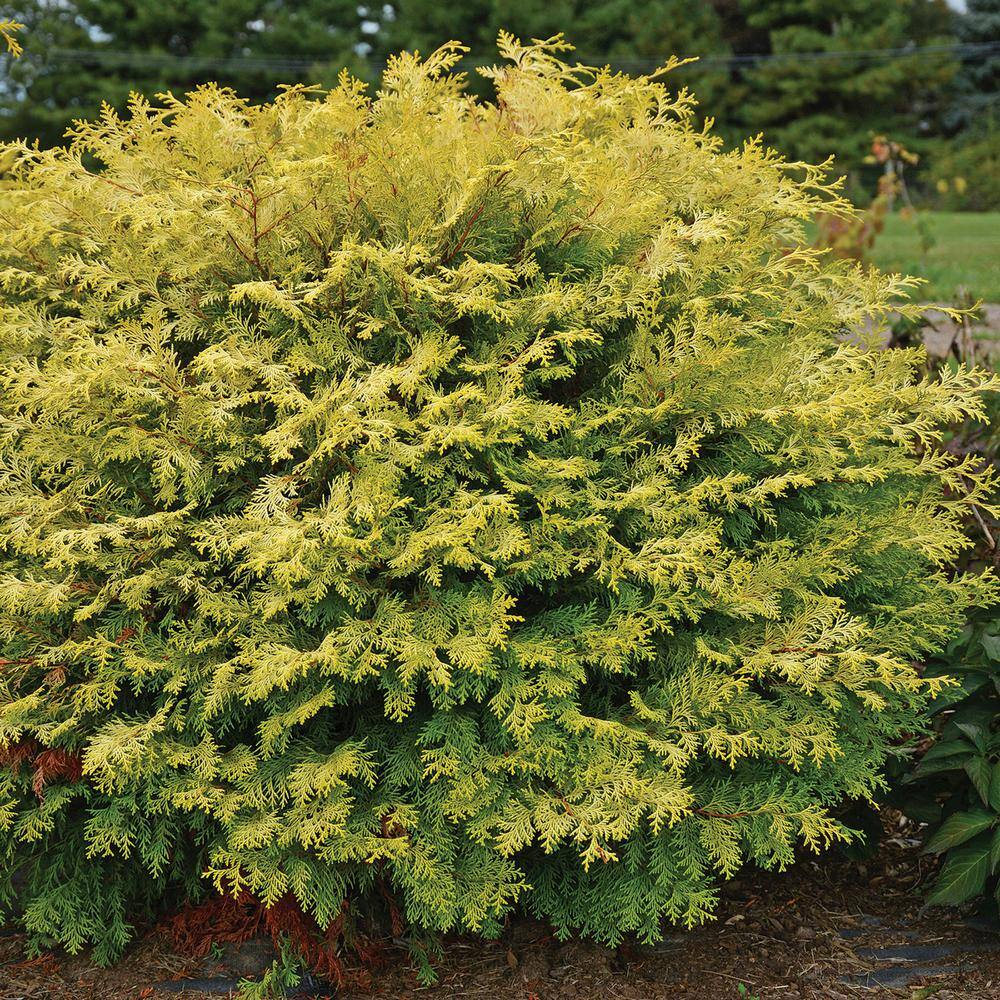 SOUTHERN LIVING 2.5 qt. Night Light Chamecypris (False Cypress) Evergreen Shrub with Bright Yellow and Green Foliage 0858Q