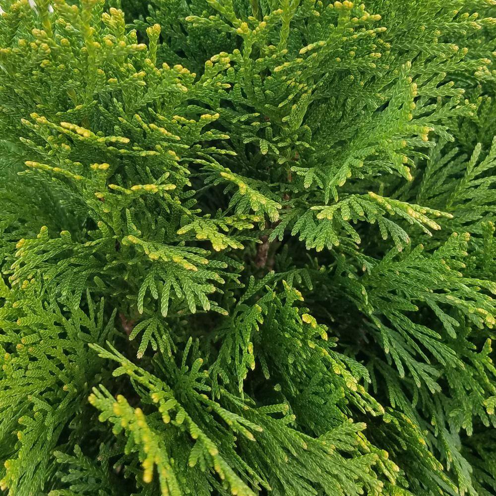 FLOWERWOOD 2.5 Qt. Emerald Green Arborvitae (Thuja) Live Evergreen Shrub Green Foliage 5520Q