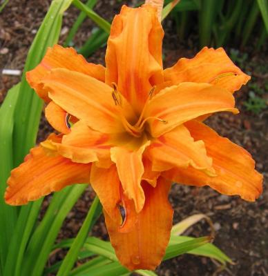 Classy Groundcovers - Hemerocallis 'Kwanso'  {25 Bare Root Plants}