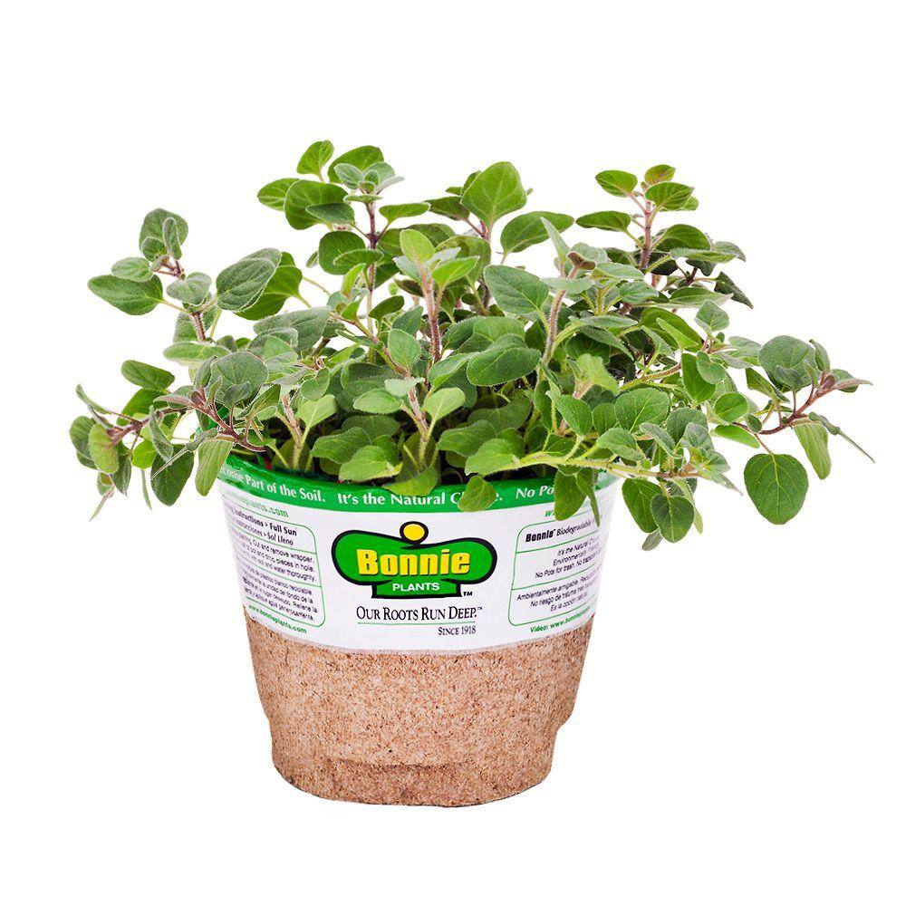 Bonnie Plants 19 oz. Hot N Spicy Oregano Herb Plant 5082
