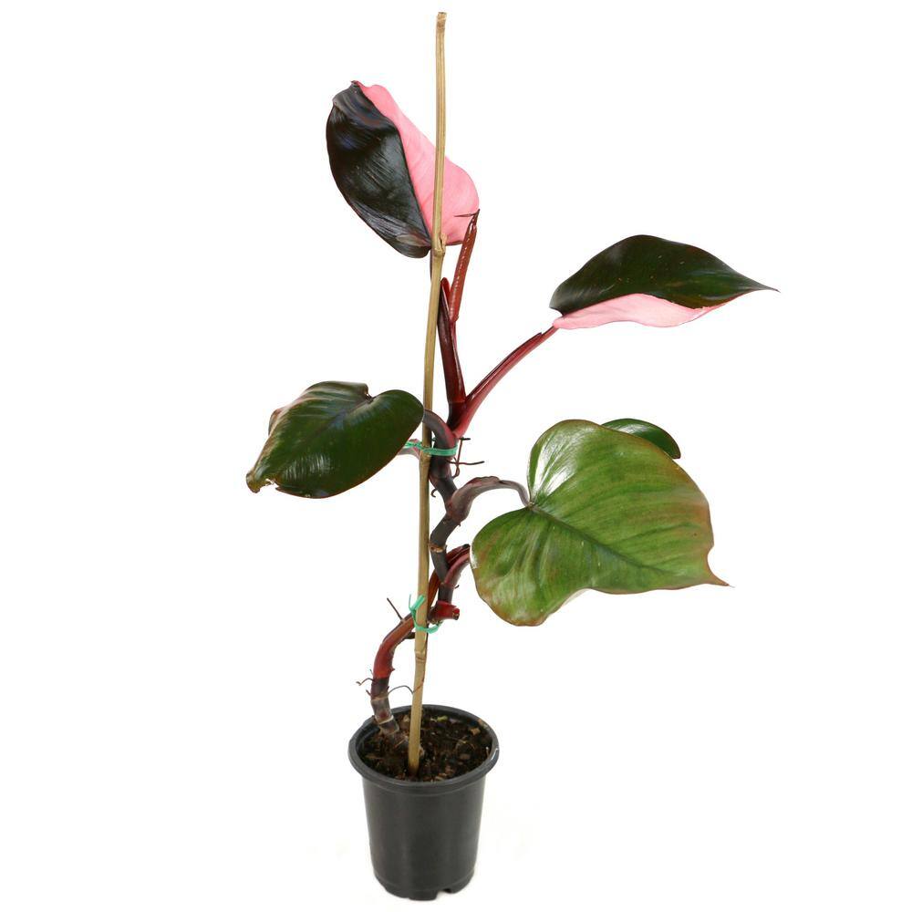 national PLANT NETWORK 4 in. Pink Princess Philodendron Plant in Grower Container (1-Piece) HD1418