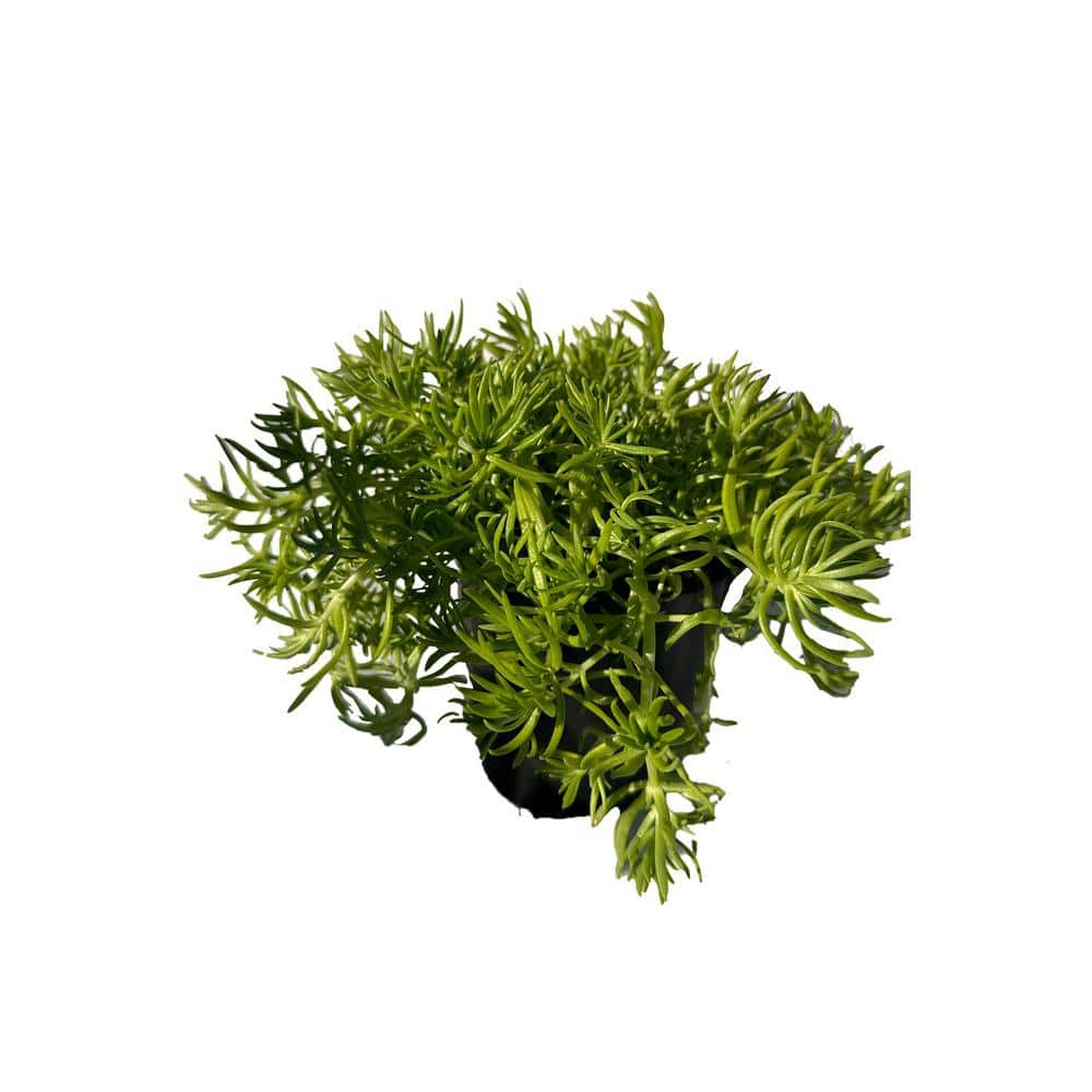 Cesicia Sedum Lemon Ball Spreading Plant (3-Pack) MMPlant08