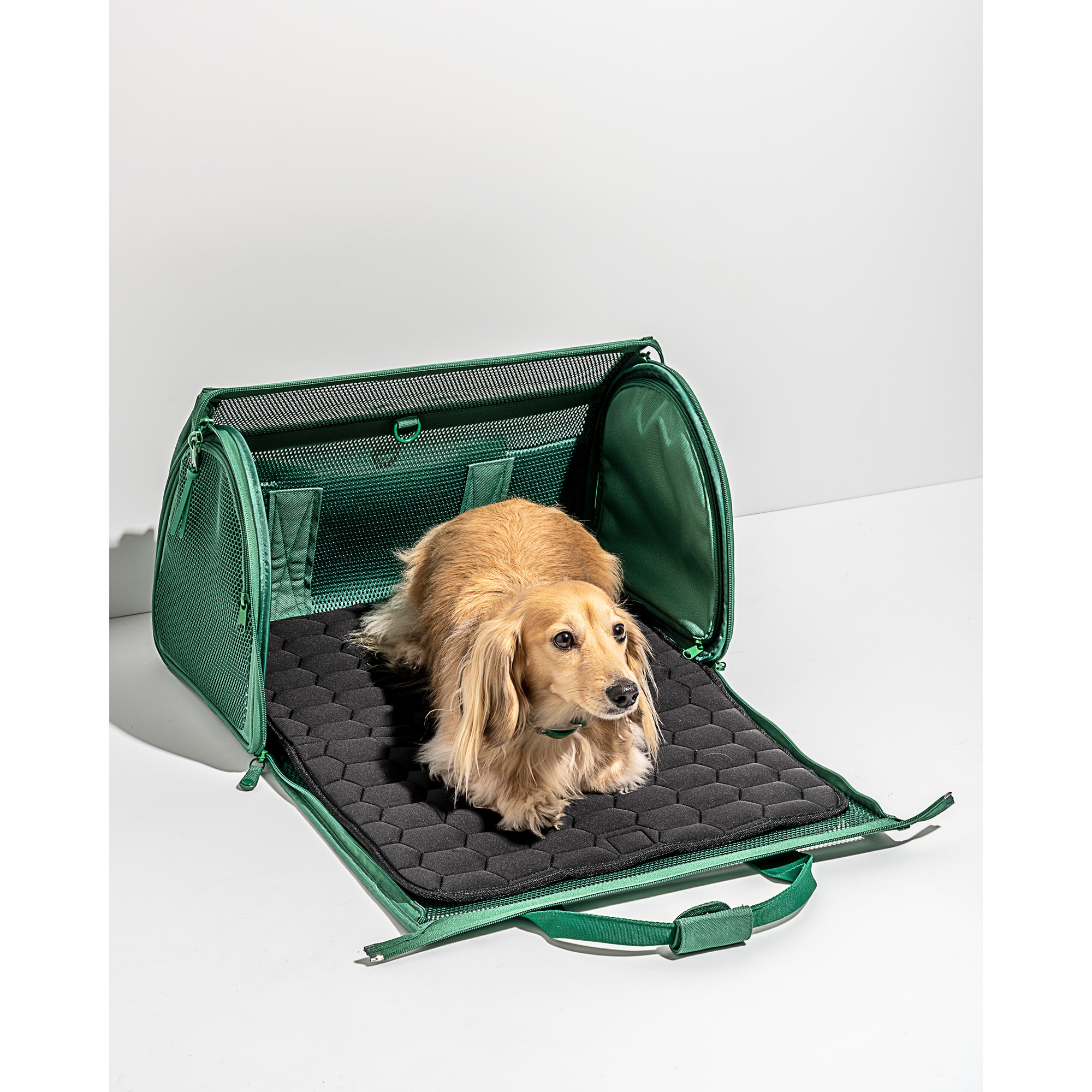 Wild One Spruce TSA Travel Carrier for Dogs， 11