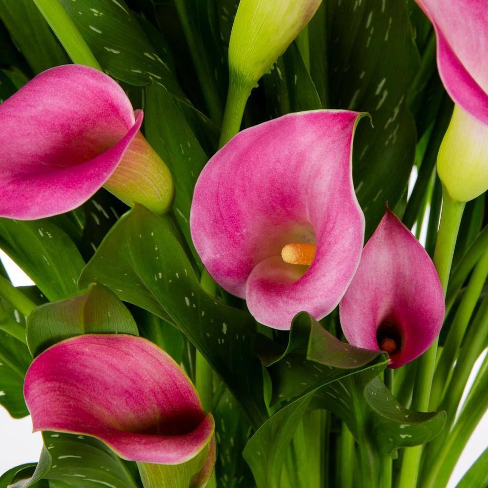 METROLINA GREENHOUSES 1 qt. Calla Lily Captain Cheerio Perennial Plant 52582