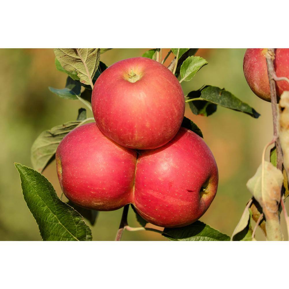 Online Orchards 4-in-1 Apple Jubilee Tree Bare Root CBAP004