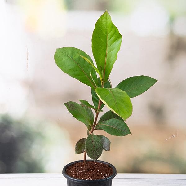 Badam Tree, Indian Almond Tree, Terminalia catappa - Plant