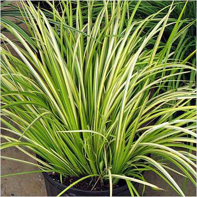 Acorus Grass Variegated - Plant