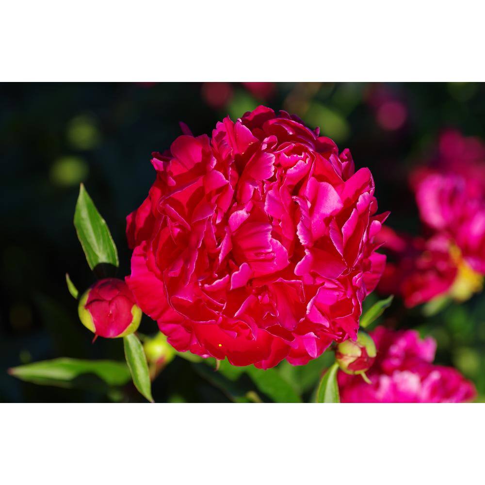 BELL NURSERY 2 Gal. Karl Rosenfield Peony (Paeonia) Live Shrub with Cherry Red Double Blooms PEONY2KRP1PK