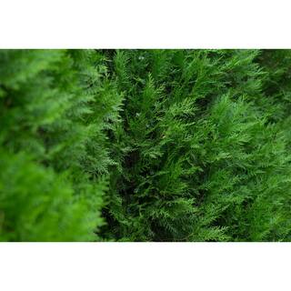 BELL NURSERY 3 Gal. Northern Spire Arborvitae (Thuja Plicata) Live Evergreen Privacy Shrub THUJA3NSP1PK