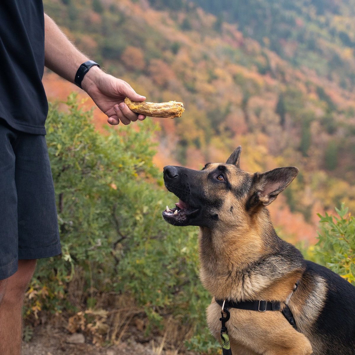 Flourish Turkey Necks Freeze-Dried Dog Treats