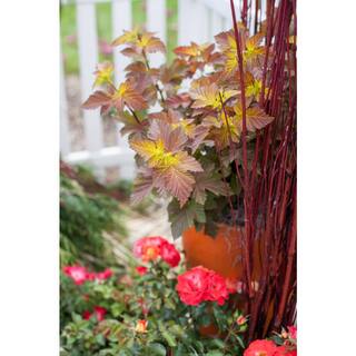 FIRST EDITIONS 2 Gal. Amber Jubilee Ninebark (Physocarpus) Live Shrub with White Flowers O58412F