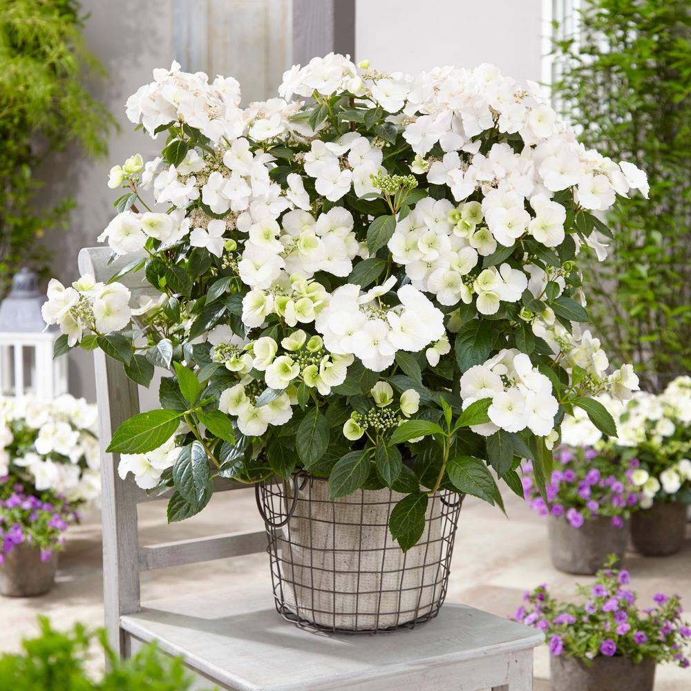 PROVEN WINNERS 2 Gal. Fairytrail Bride Hydrangea Shrub with White Blooms 17517