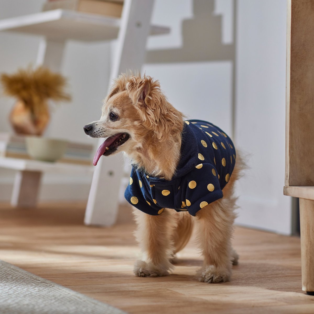 Frisco Gold Dotted Dog and Cat Jacket， Navy