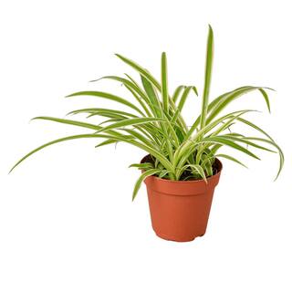 Spider Plant Reverse (Chlorophytum comosum variegatum) Plant in 4 in. Grower Pot 4_SPIDER_REVERSE