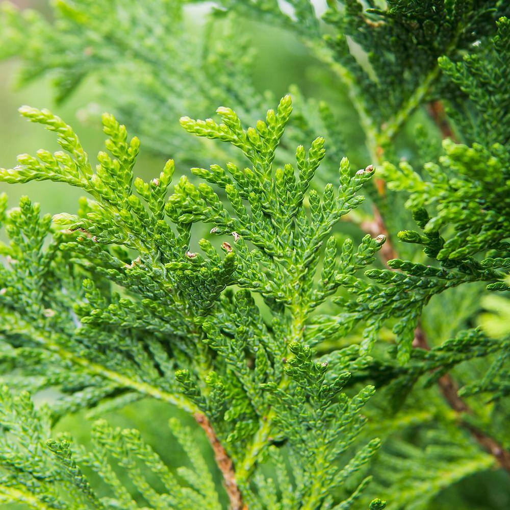 Perfect Plants 1-2 ft. Tall Thuja Green Giant in Grower's Pot THD00610