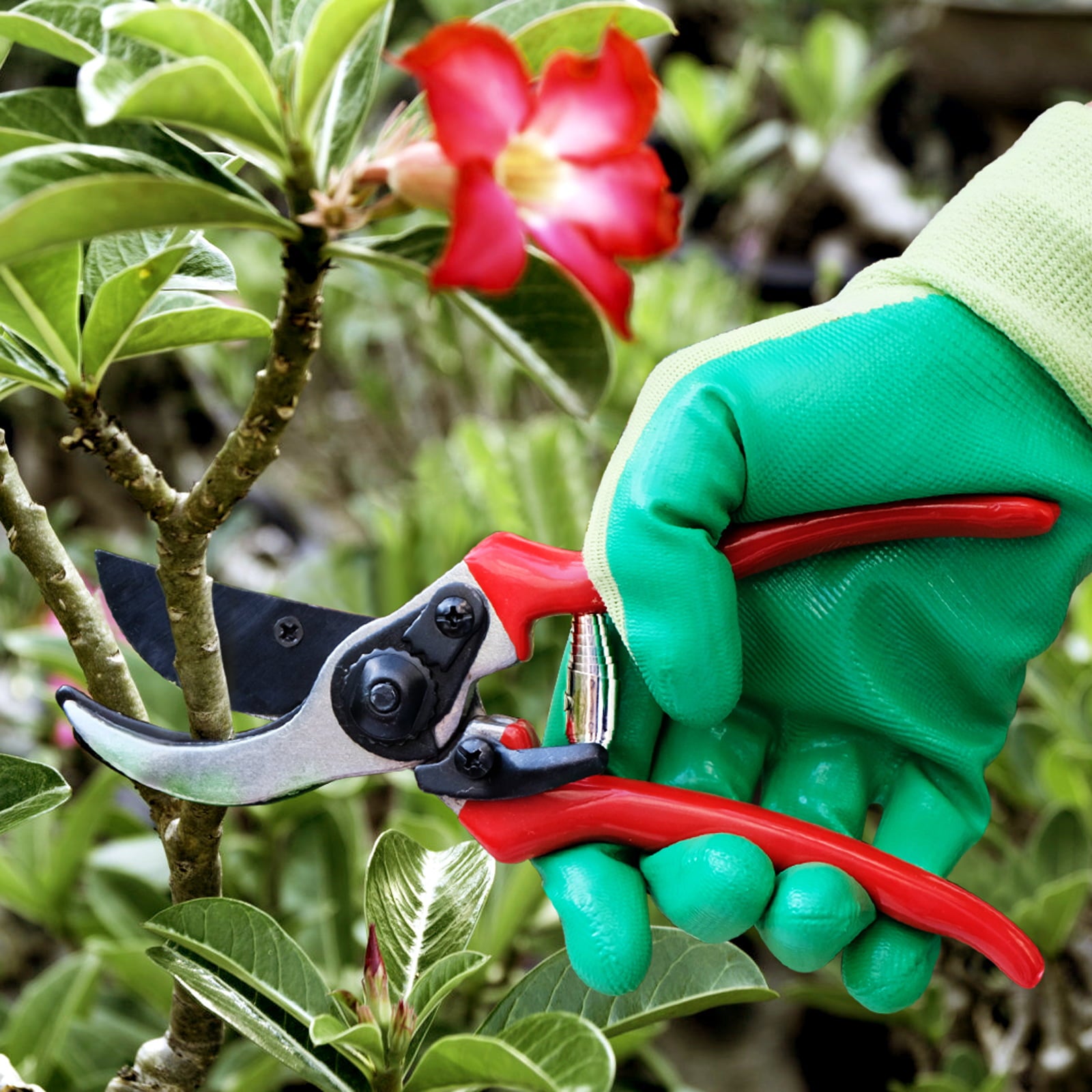 Hortem Pruning Shears Set, 32-Inch Long Tree Reach Pruner or Fruit Picker and Bypass Pruner