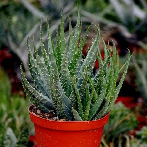 Aloe humilis - Succulent Plant