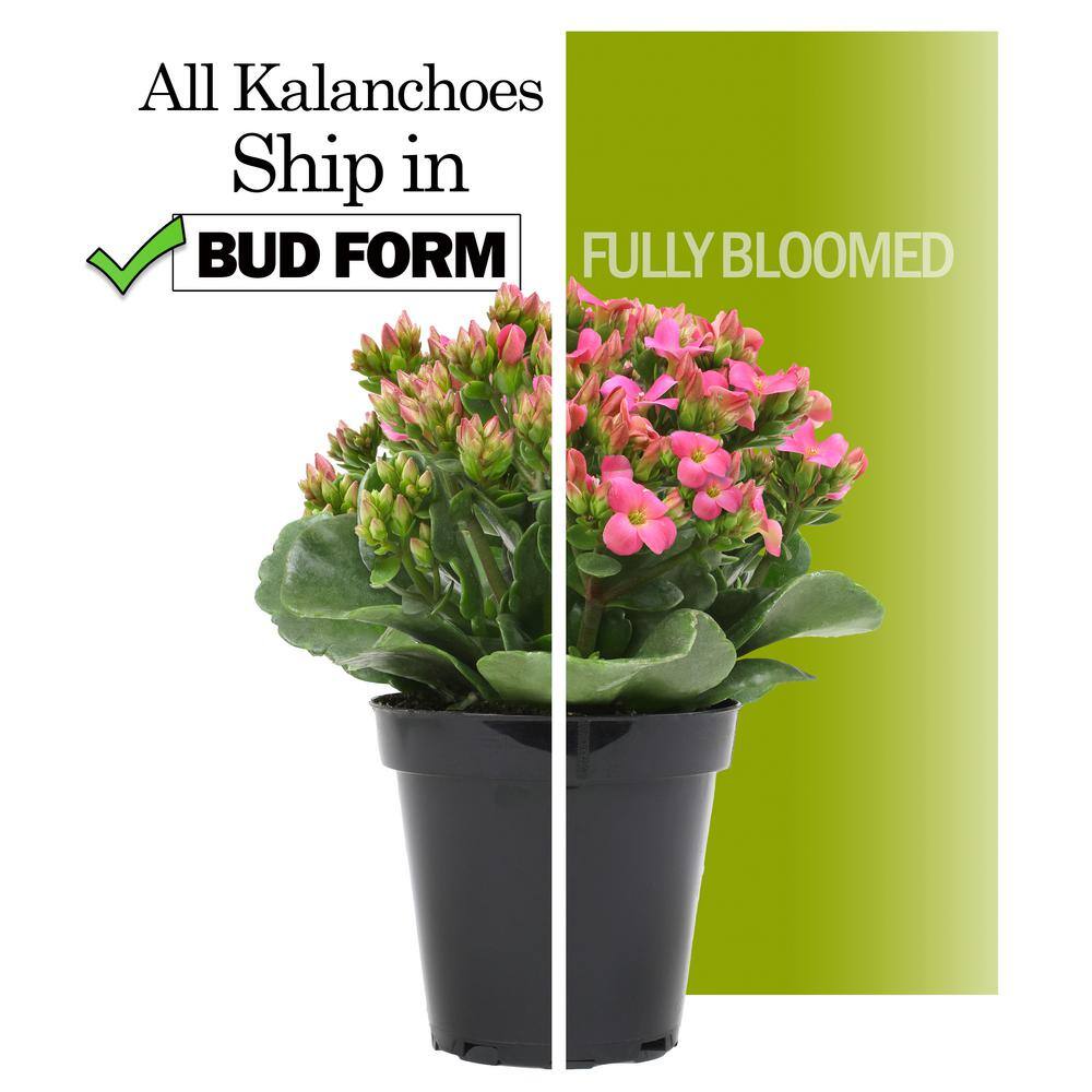 ALTMAN PLANTS 3-Pack 2.5 in. Kalanchoe Bloss Live Succulents in Assorted Colors with Terra Cotta Pots 0872860