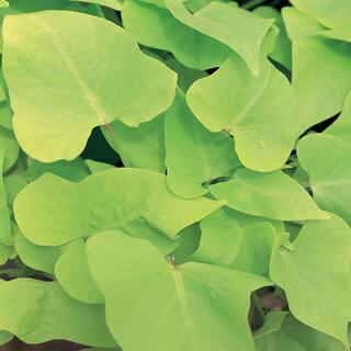 Vigoro 1 Qt. Green Sweet Potato Vine (Ipomoea) Annual Plant 4580