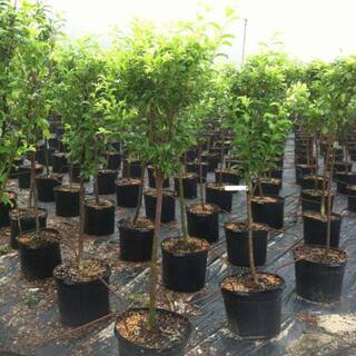 7 Gal. Santa Rosa Plum Tree PLUSAN07G