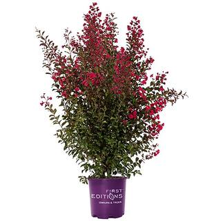 FIRST EDITIONS 3 gal. Ruffled Red Magic Crapemyrtle Flowering Shrub with Red Flowers 14104