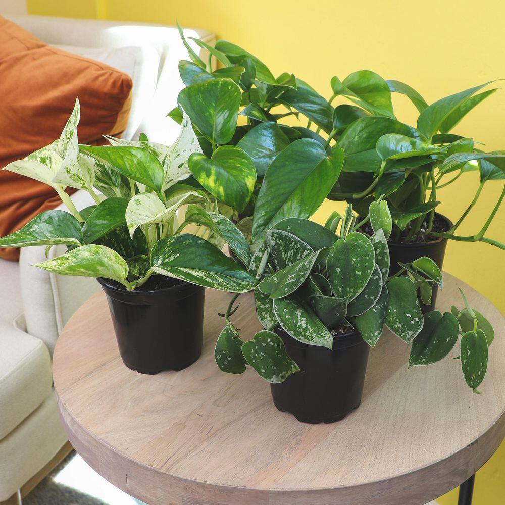 ALTMAN PLANTS 4.25 in. Pothos Asst (4-Pack) 0872700