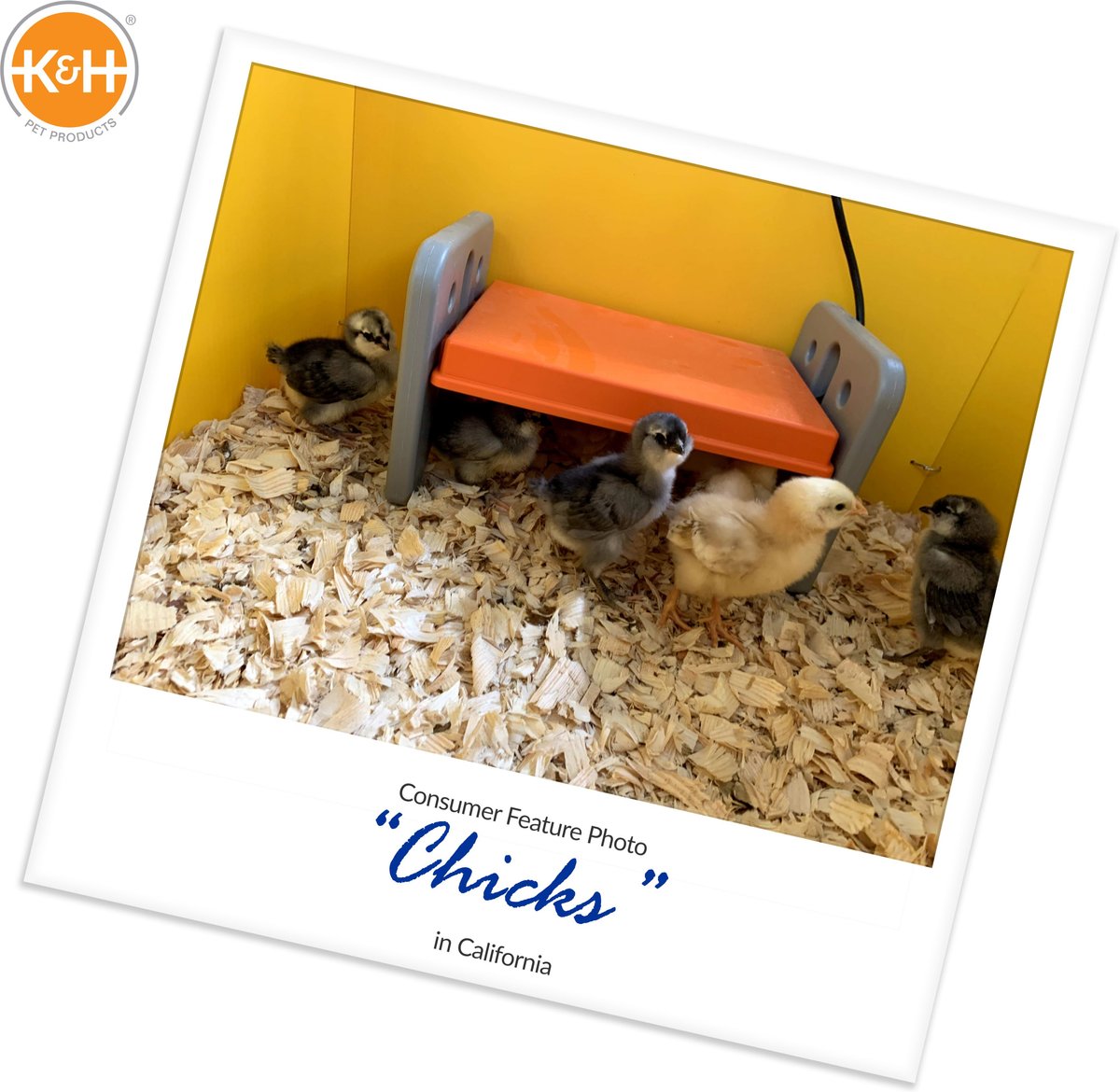 KandH Pet Products Thermo-Poultry Heated Chicken Brooder