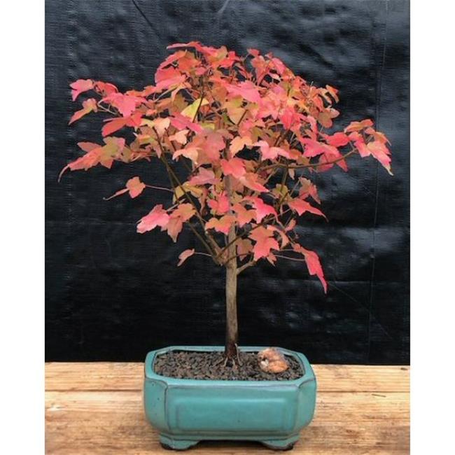 Bonsai Boy c1231 Trident Maple Tree - Acer Buergerianum