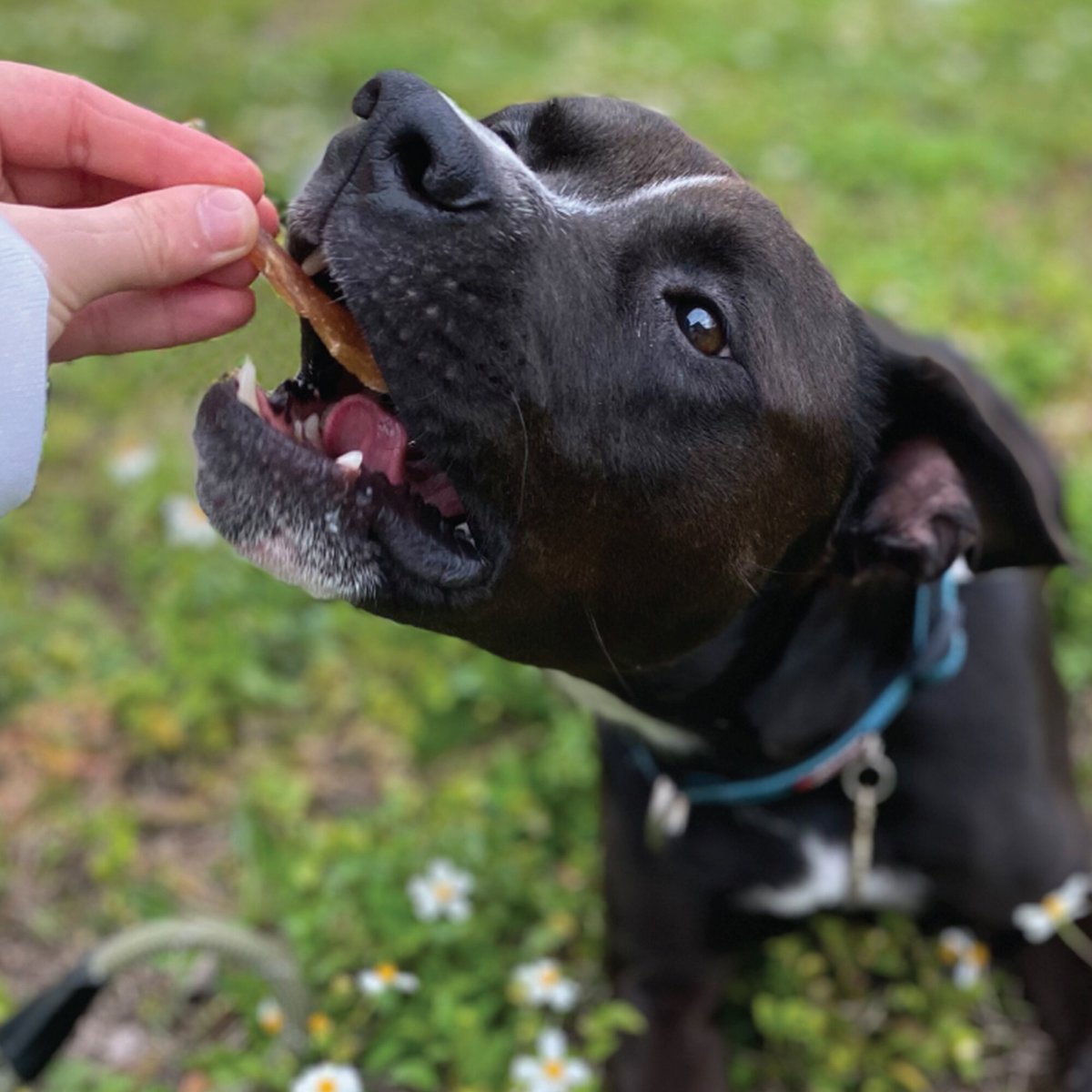 Beg and Barker Variety Chicken， Pork and Beef Liver Dog Jerky Treats