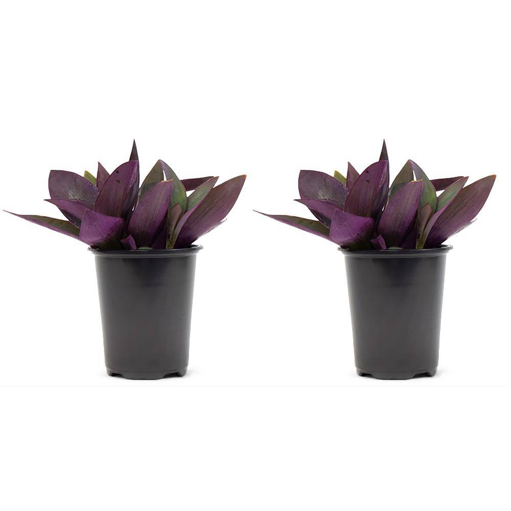 Pure Beauty Farms 2.5 Qt. Purple Queen Setcreasea Perenial Plant in Grower's Pot (2-Packs) DC1GPURQUEEN2