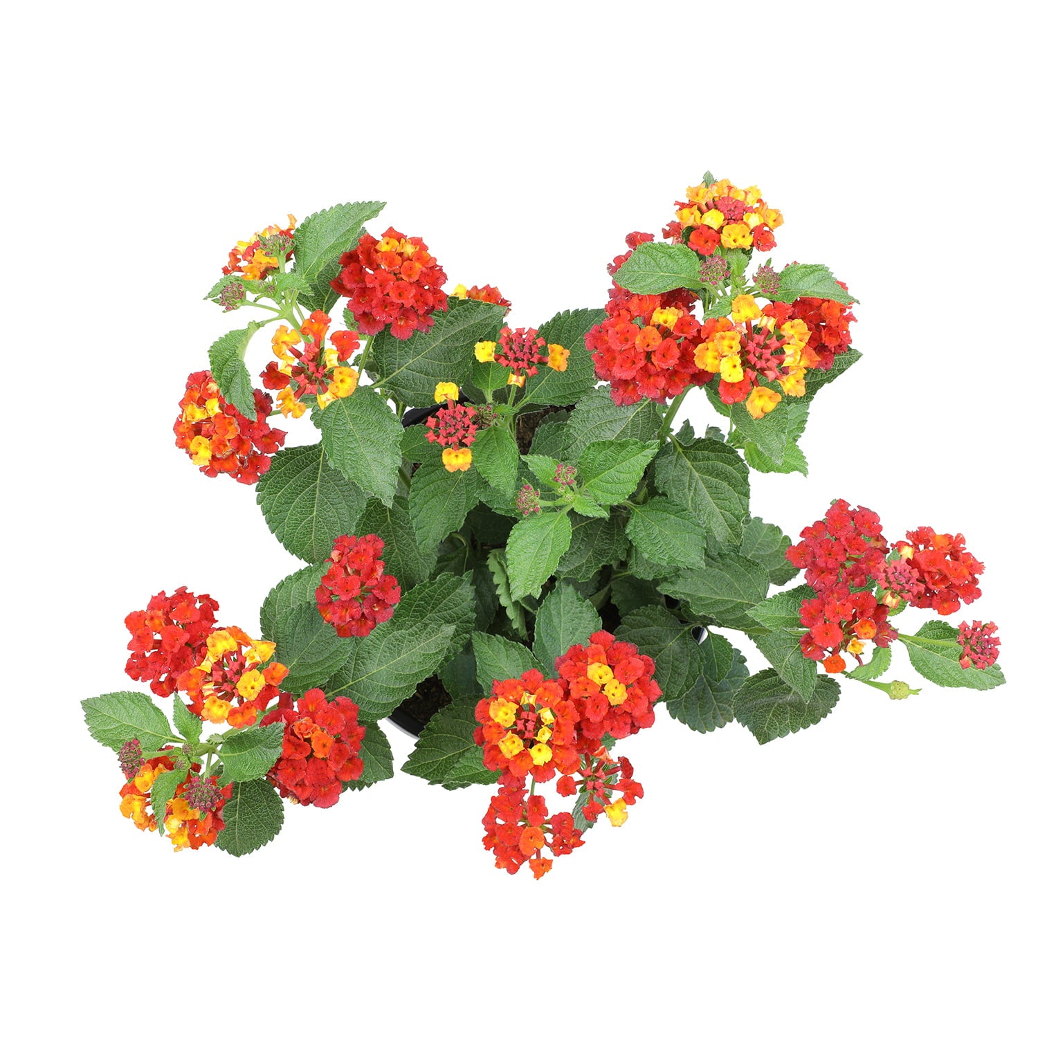 Expert Gardener 2.5QT Red Lantana Live Color Plant