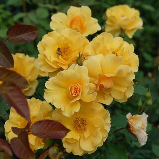 PROVEN WINNERS 2 Gal. Sunorita Rose Plant with Soft Orange Blooms 17516