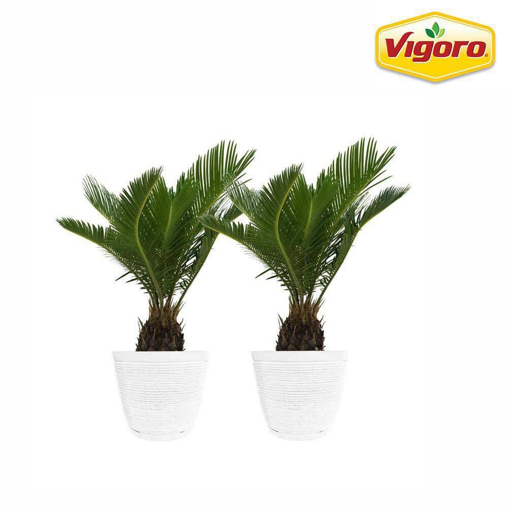 Vigoro Sago Palm Indoor Plant in 6 in. White Ribbed Plastic Décor Planter Avg. Shipping Height 1-2 ft. Tall (2-Pack) CO.SAGO.3.VI.WH