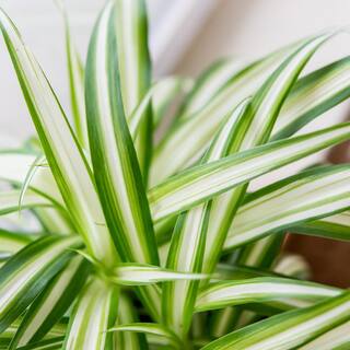 Spider Plant 6 in. Pot (2-Pack) THD100007