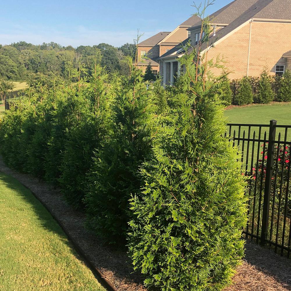 7 Gal. Green Giant Arborvitae (Thuja) Live Evergreen Shrub 15601
