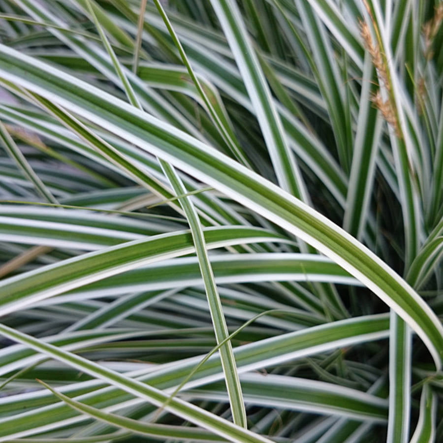 EverColor Everest Carex 'Sedge' (2.5 Quart) Variegated Perennial Grass with White and Green Foliage - Part Sun to Shade Live Outdoor Plant - Southern Living Plant Collection