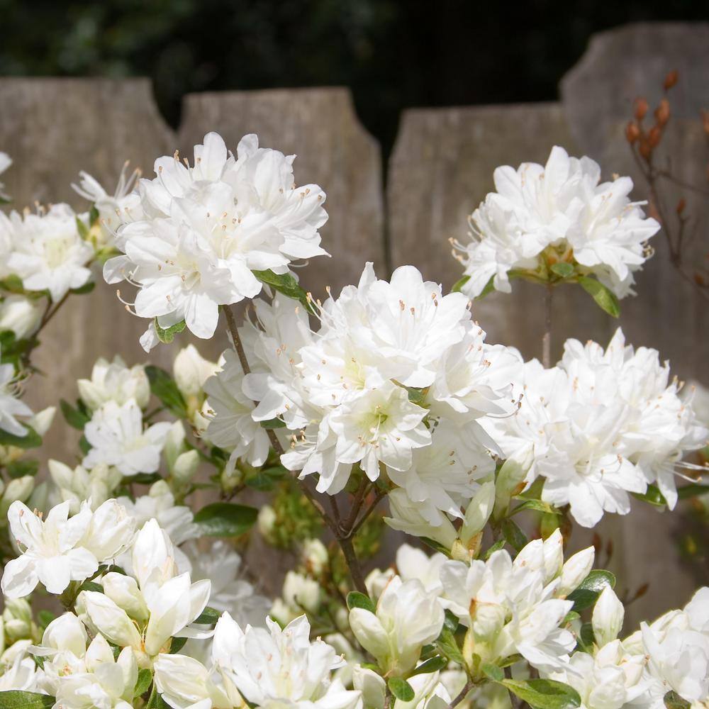 national PLANT NETWORK 2.5 qt. Azalea Gumpo White Flowering Shrub with White Blooms HD7028