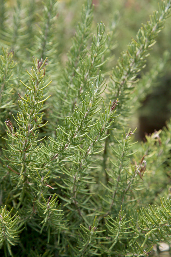 Rosemary Chef's choice Christmas Tree