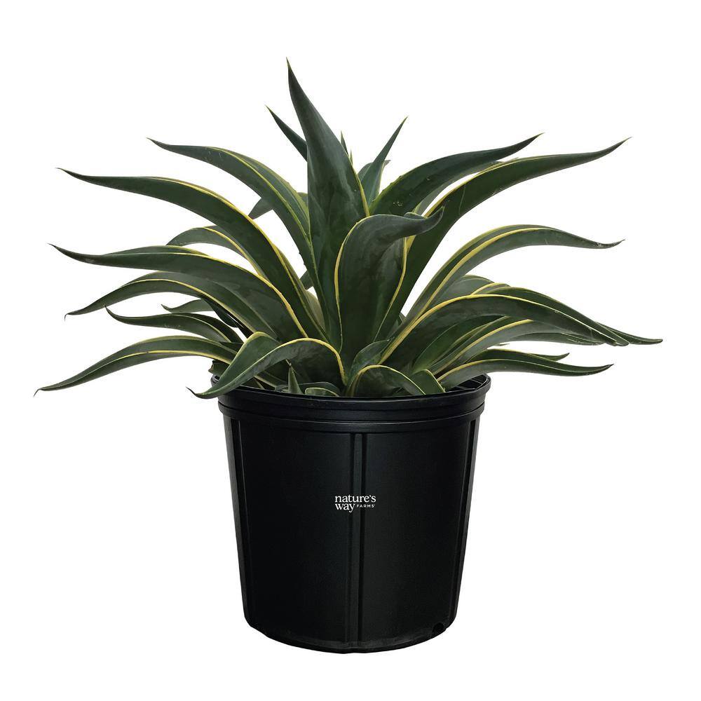 NATURE'S?WAY FARMS Agave Desmettiana Variegated Live Outdoor Plant Growers Pot Average Shipping Height 2-3 Ft. Tall 20112
