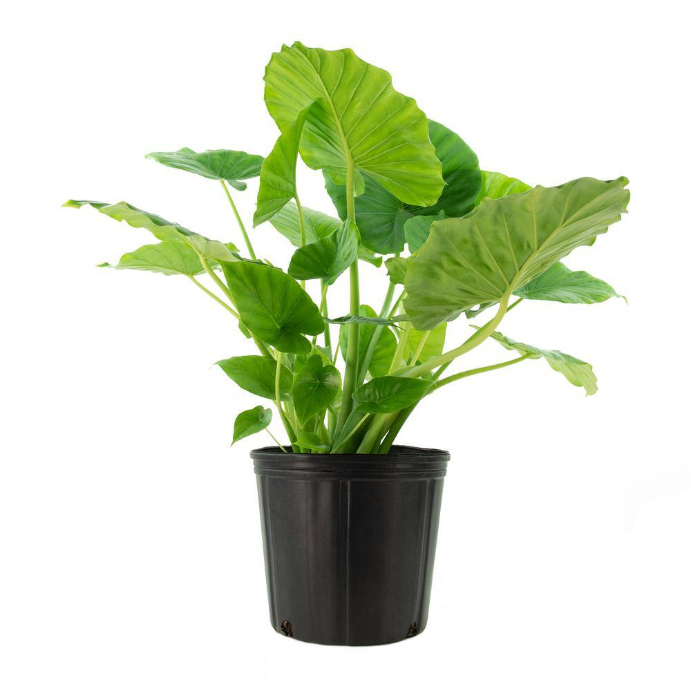 national PLANT NETWORK Odora Elephant Ear Plant (Alocasia) in 10 in. Grower Container (1-Plant) HD7754